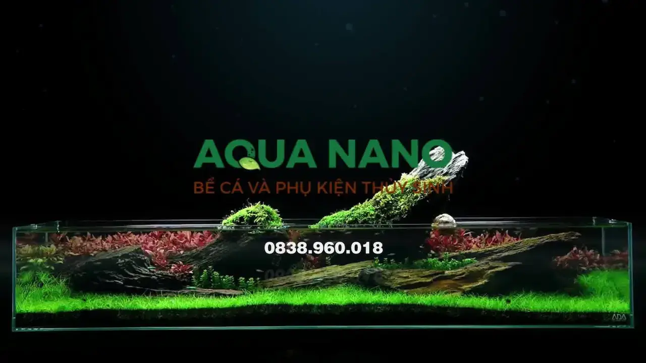 Aqua Nano 1 Shop Chuyên Cung Cấp Bể Cá Và Phụ Kiện Thủy Sinh Chất Lượng Giá Cạnh Tranh, Setup Tư Vấn Bể Thủy Sinh Phòng Khách, Để Bàn Phong Thuỷ