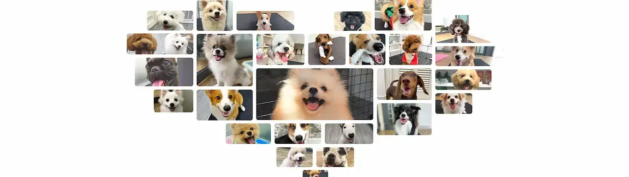 Thefang 1 Dịch vụ chăm sóc cún toàn diện Lưu trú – Grooming – Huấn luyện cơ bản & WC đúng khay tã